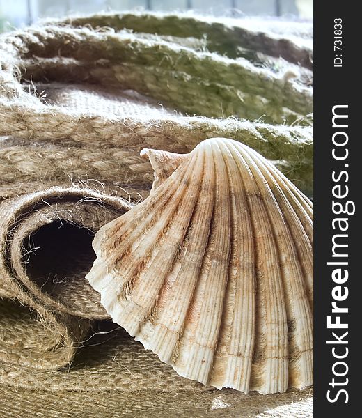 Seashell at jute, rope at background. Seashell at jute, rope at background