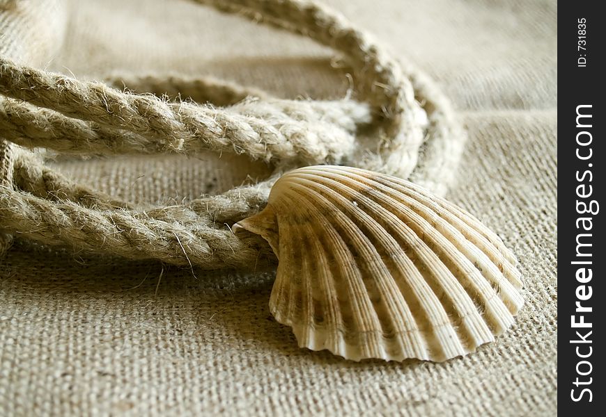 Seashell And Rope