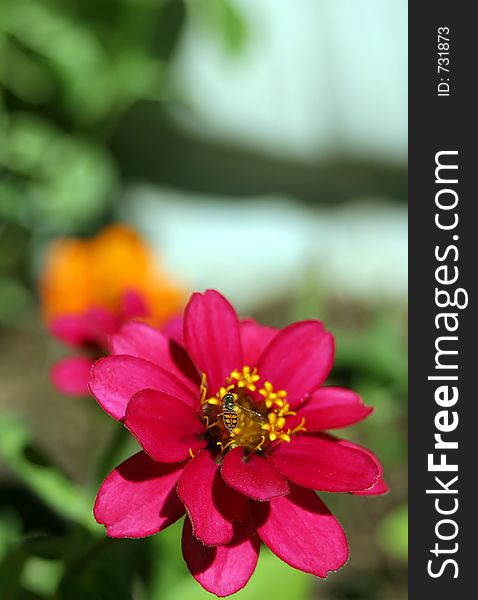 A bee on a pinwheel zinnia (z. angustifolia). Vertical. A bee on a pinwheel zinnia (z. angustifolia). Vertical