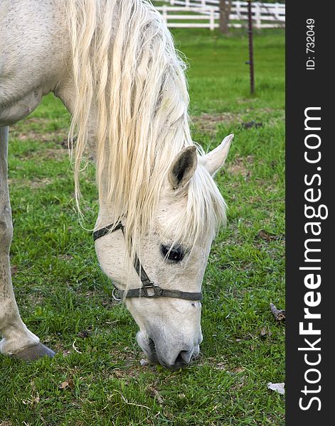 Old grey Arabian mare crops grass in pasture. Old grey Arabian mare crops grass in pasture