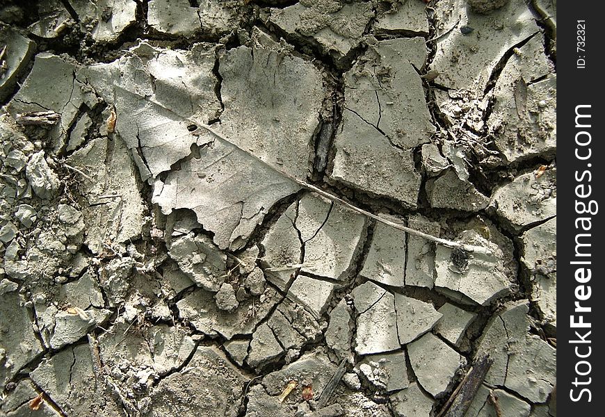 A leaf trapped in cracked riverbank mud. A leaf trapped in cracked riverbank mud