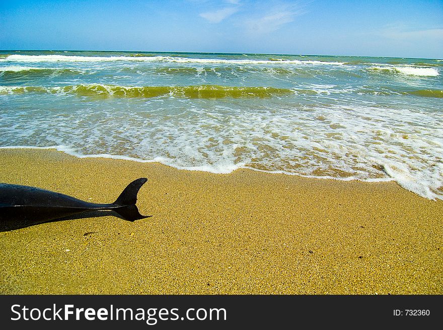 Beautiful dolphin laying dead by the sea side. Beautiful dolphin laying dead by the sea side