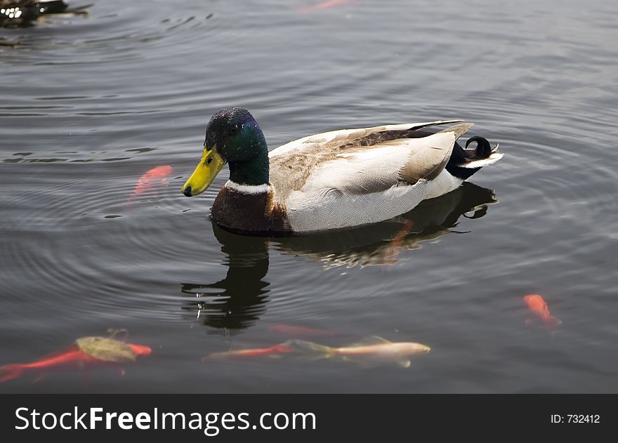 Duck swimming in the pond full of goldfish. Duck swimming in the pond full of goldfish