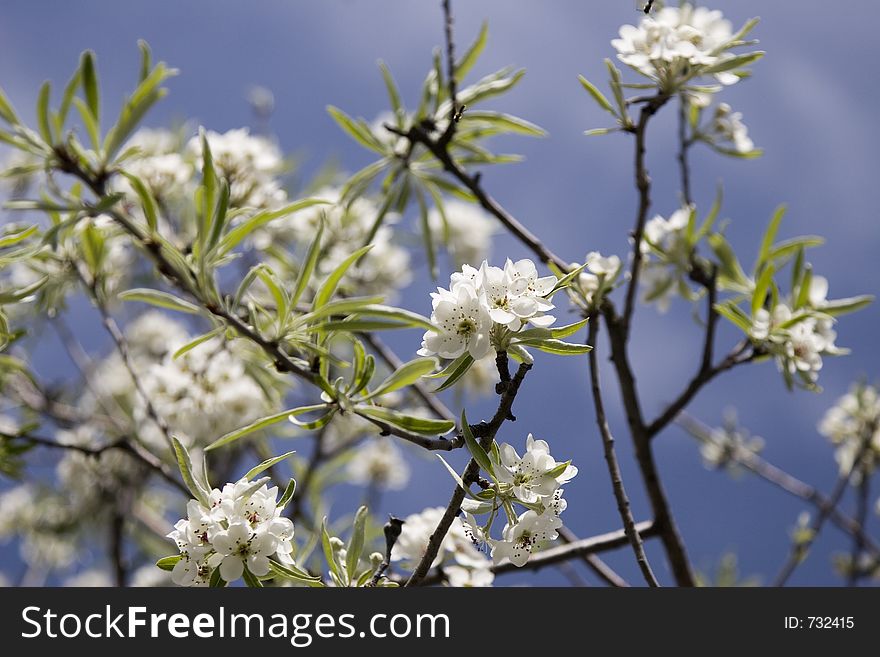 Close-up of the blooming tree flowers with bees hovering over them. Close-up of the blooming tree flowers with bees hovering over them