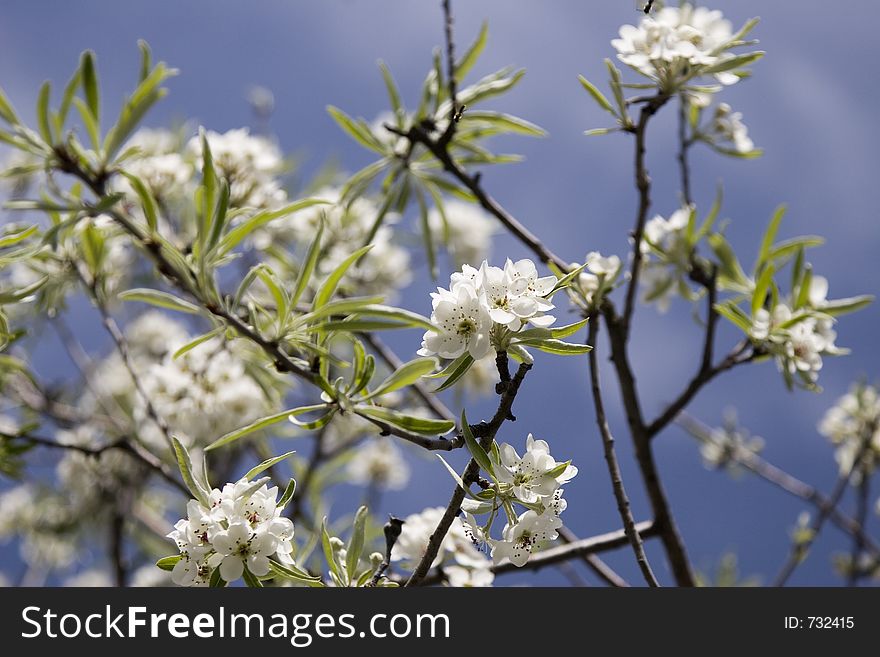 Spring Blooms