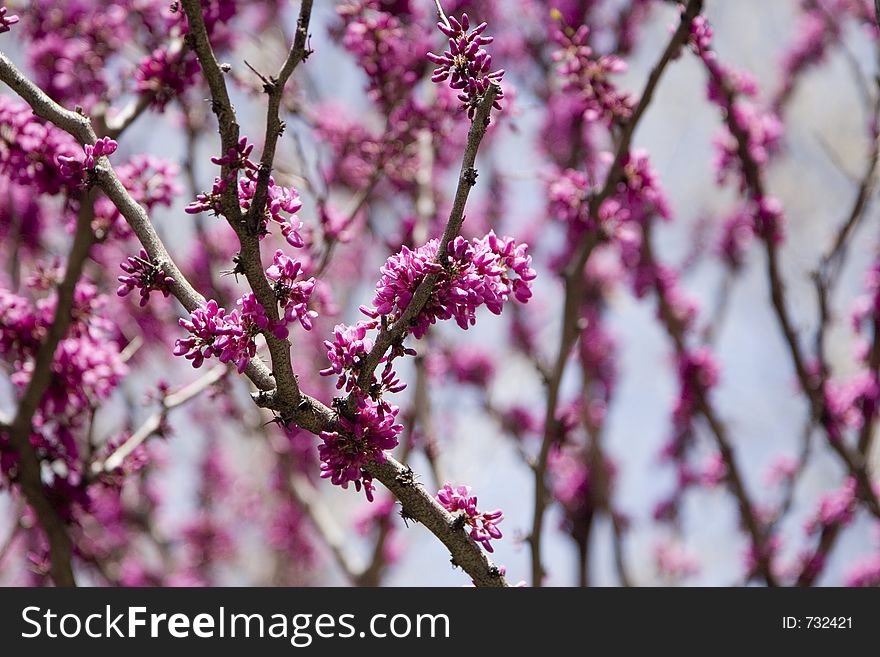 Purple blooming tree branches. Purple blooming tree branches