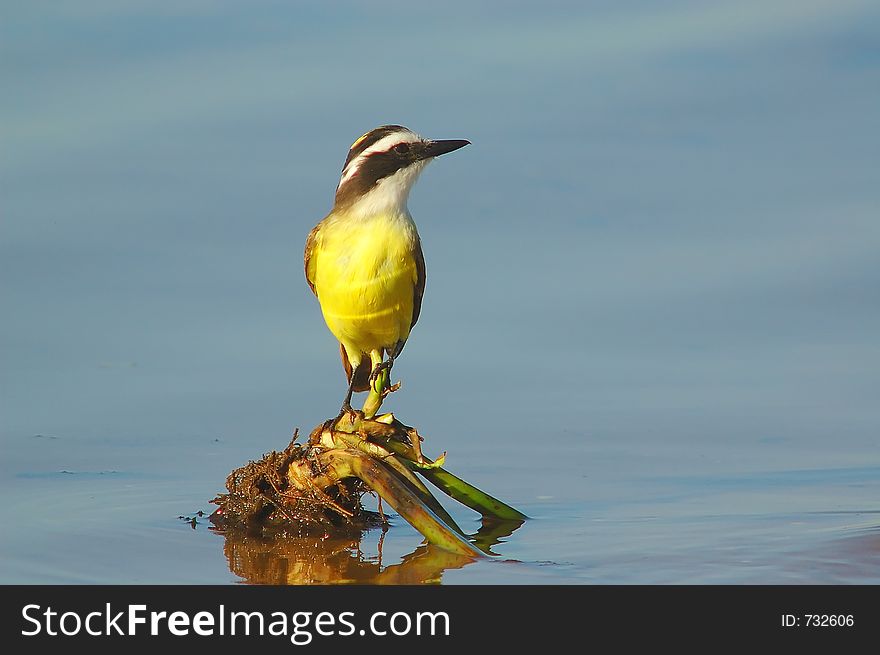 Bird And Water