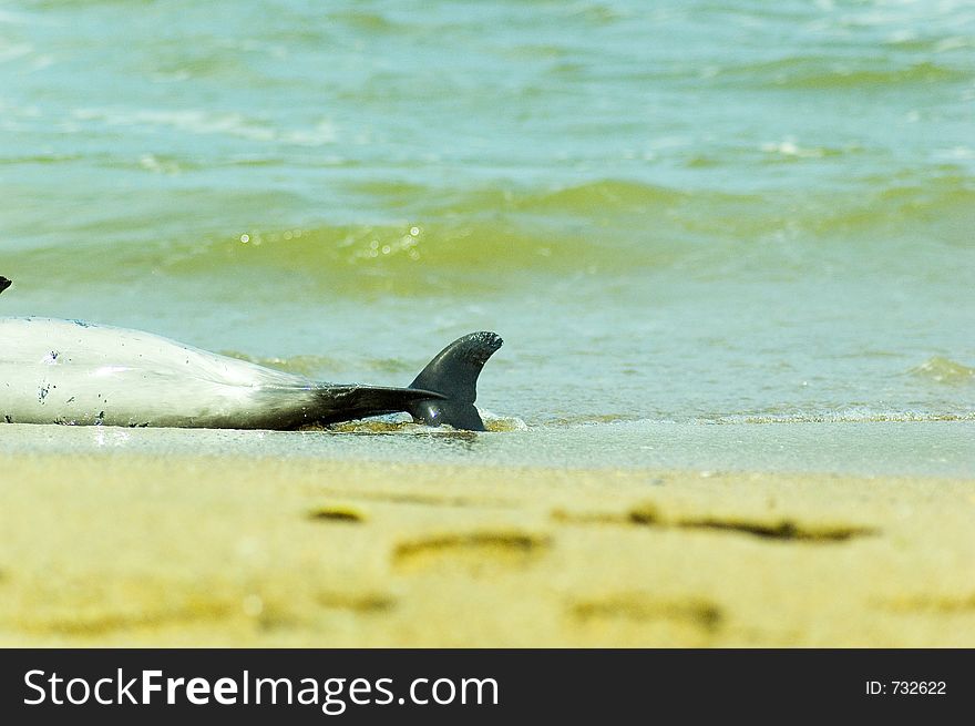 Beautiful dolphin laying dead by the sea side. Beautiful dolphin laying dead by the sea side