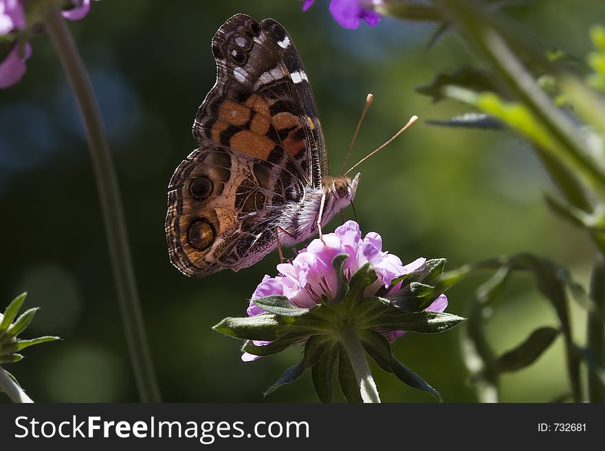 Painted Lady Butterfly