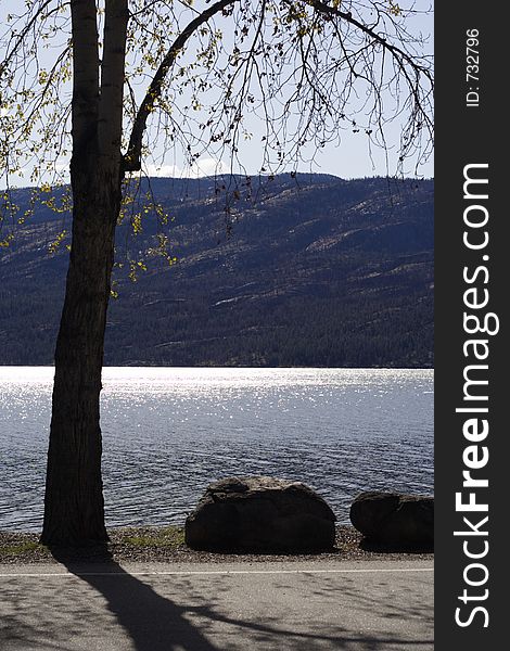 Lake Okanagan sun-kissed by the early morning sun. A tree just beginning to leaf out for spring and two large boulders are silhouetted against the sparkling water. Lake Okanagan sun-kissed by the early morning sun. A tree just beginning to leaf out for spring and two large boulders are silhouetted against the sparkling water.