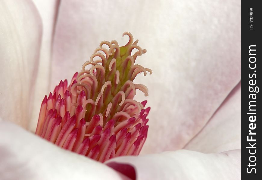 Closeup of the center of a pink magnolia flower. Closeup of the center of a pink magnolia flower.