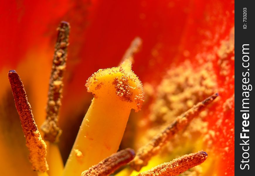 Closeup of the inside of an orange tulip. Closeup of the inside of an orange tulip.