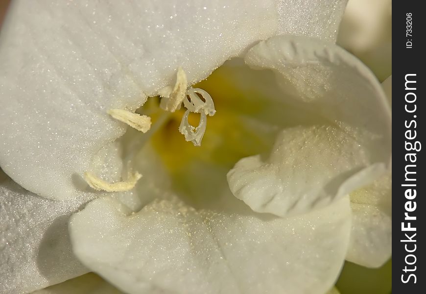 Closeup of the center of a white freesia flower. Closeup of the center of a white freesia flower.
