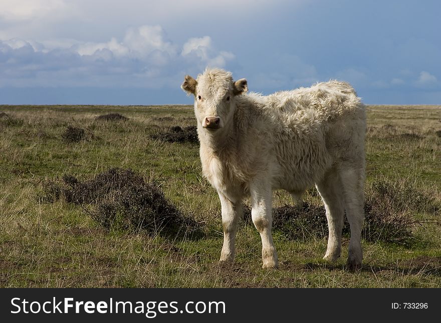 A brown cow in a green field. A brown cow in a green field.