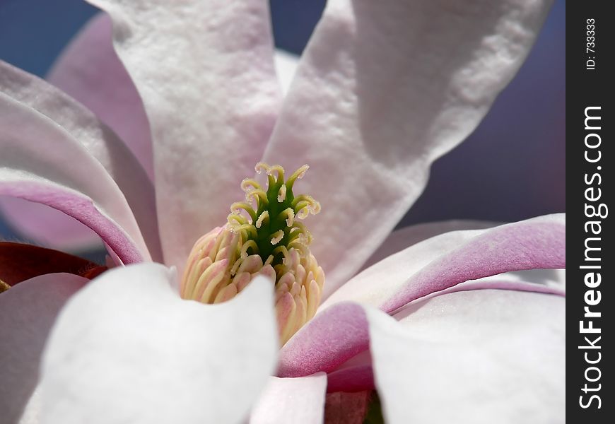 Closeup of a new pink saucer magnolia flower. Closeup of a new pink saucer magnolia flower.