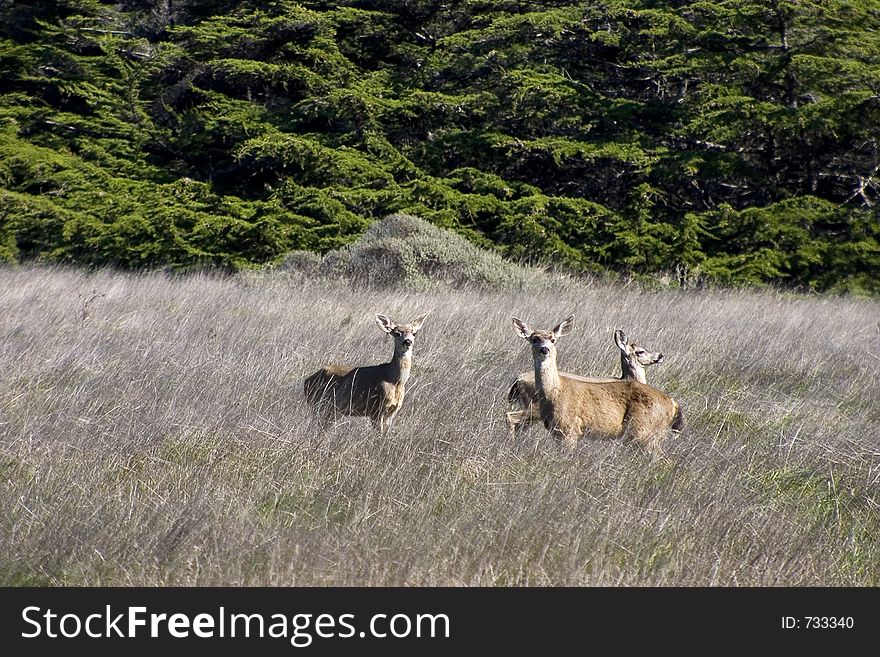 Three deer are startled by the presence of a photographer. Three deer are startled by the presence of a photographer.