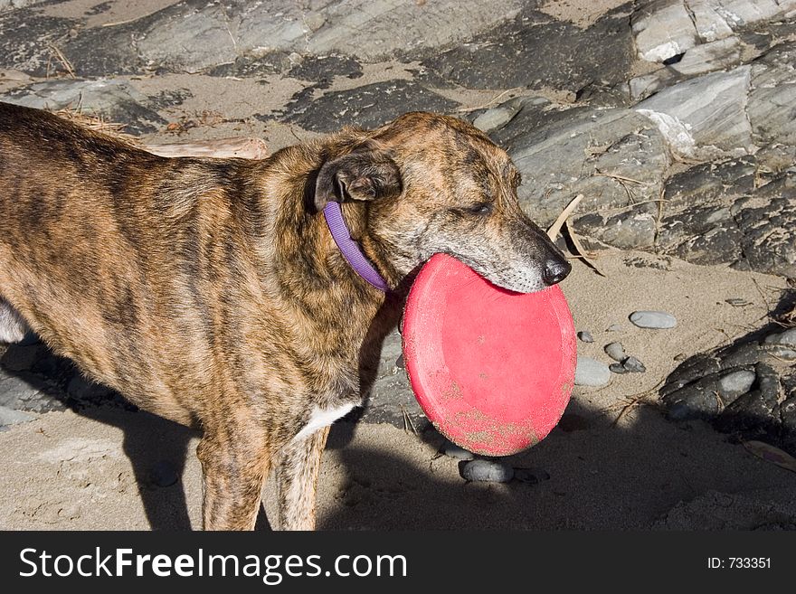 A toy holds a flying disk in its mouth. A toy holds a flying disk in its mouth.