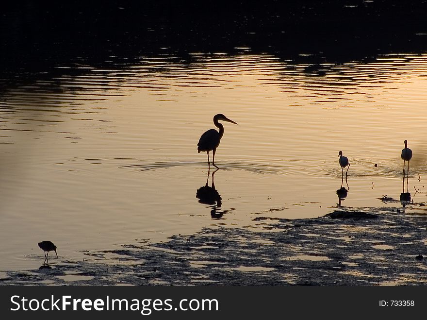 Some birds enjoy the peacefulness of an estuary. Some birds enjoy the peacefulness of an estuary.