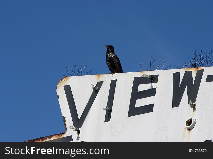 A blackbird enjoys an old sign with a view.