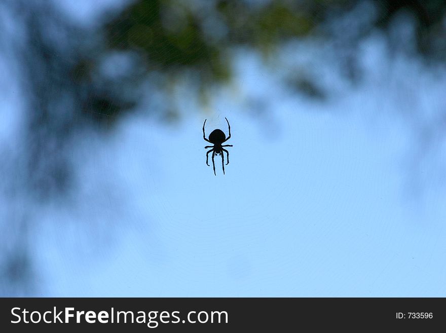 A spider clings to its web. A spider clings to its web.