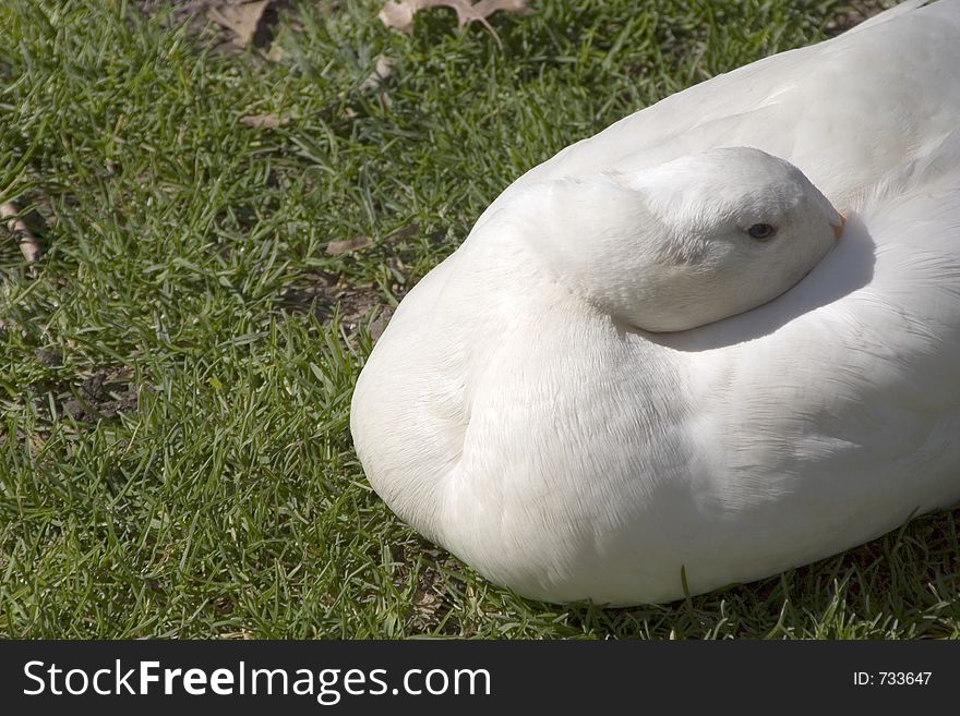 A swan with its head tucked in its feathers.