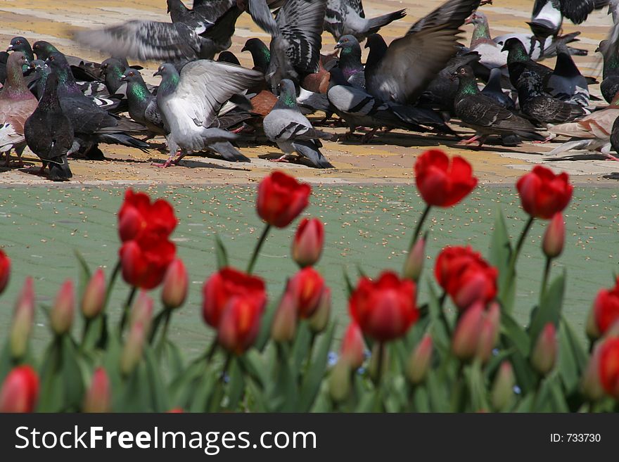 Pigeons and tulips in the sun. Pigeons and tulips in the sun.
