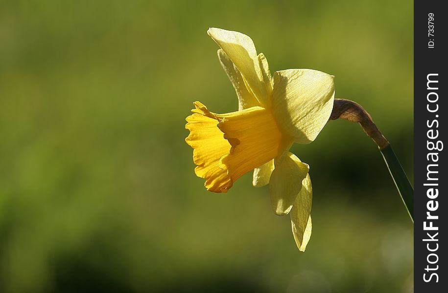 A single yellow flower in spring