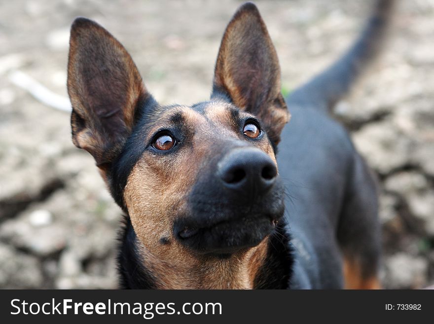 Young german shepherd looking up