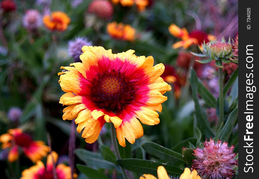 A vibrant orange, red, yellow and pink flower in a garden. A vibrant orange, red, yellow and pink flower in a garden.