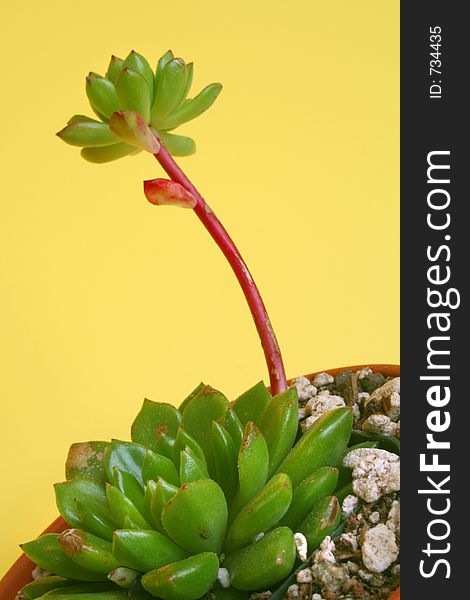 Echeveria Succulent Plant