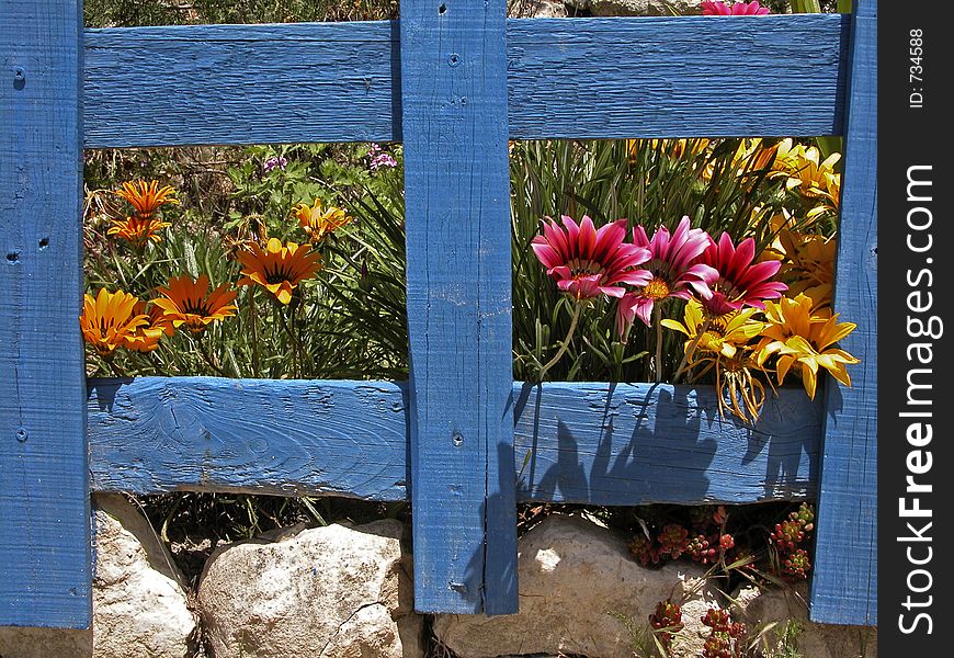 Gazanias behind a wooden frame !. Gazanias behind a wooden frame !