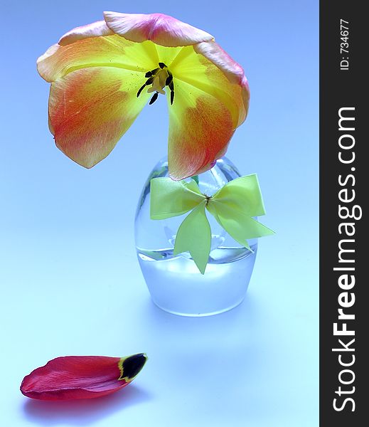 Tulip in flowerpot. Tulip in flowerpot