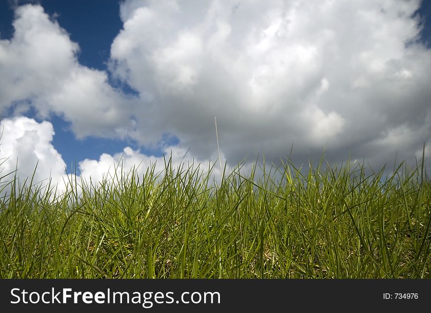 Grass with cloudy sky. Grass with cloudy sky