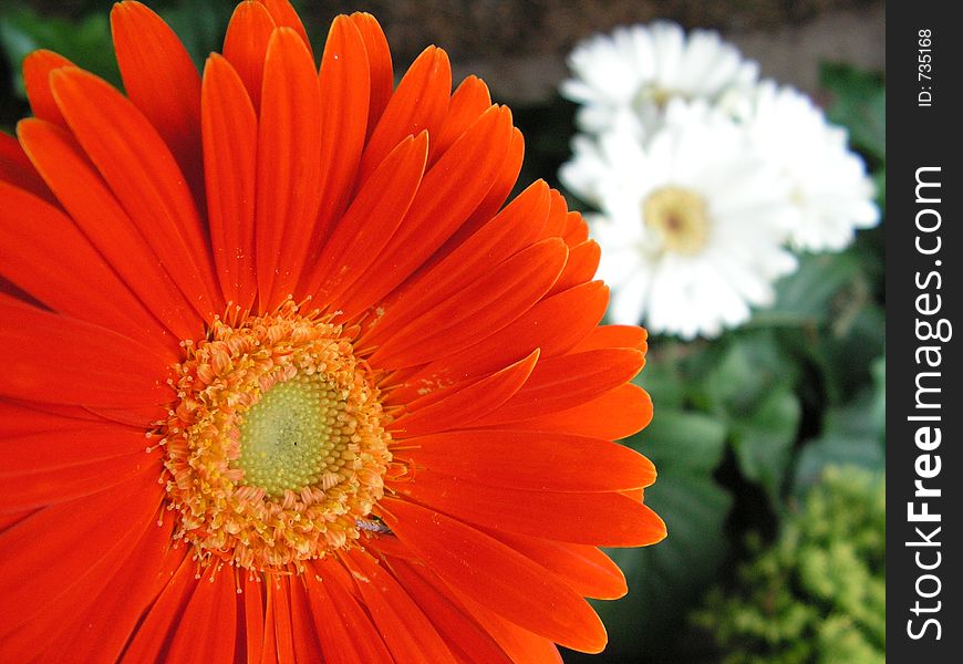 Red And White Gerbera Flowers