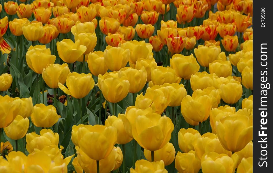 A landscape shot of red and yellow tulips. A landscape shot of red and yellow tulips