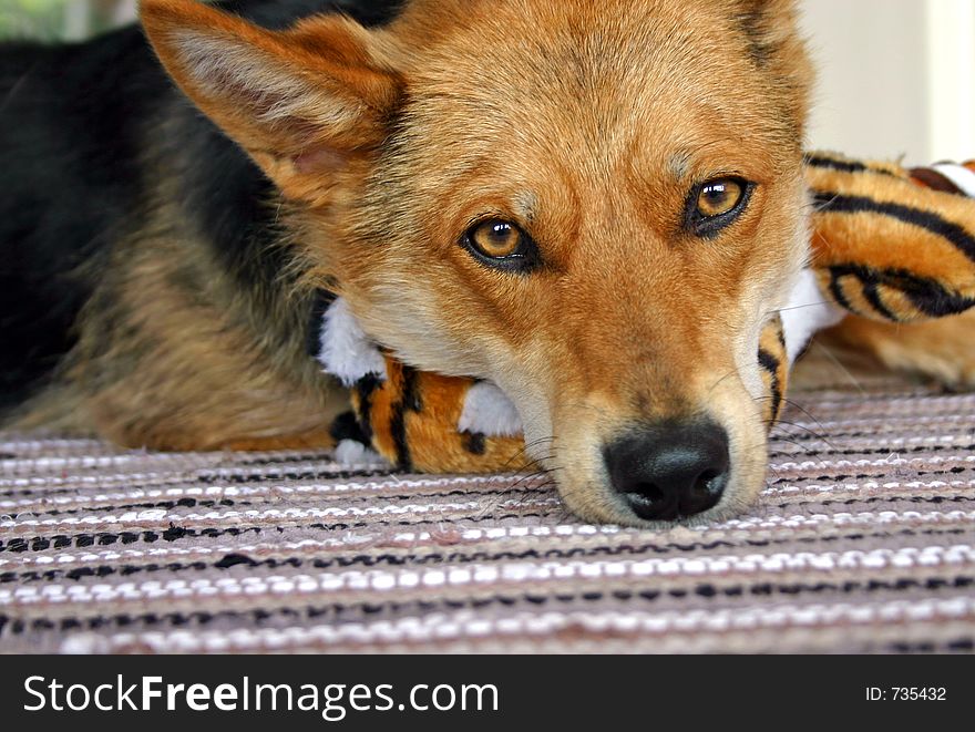 Dog with sad look resting on stuffed toy. Dog with sad look resting on stuffed toy