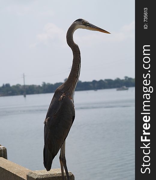 This blue heron was sitting on the rail of a pier in Cocoa Village, FL. I was lucky that he allowed me to get this close to him. This blue heron was sitting on the rail of a pier in Cocoa Village, FL. I was lucky that he allowed me to get this close to him.