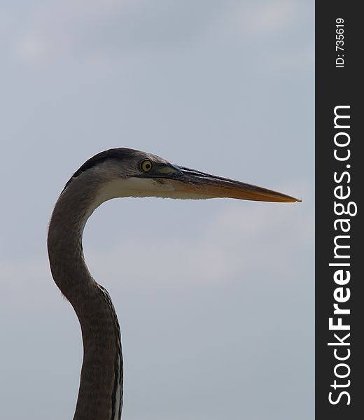 Close-up Of Blue Heron S Head