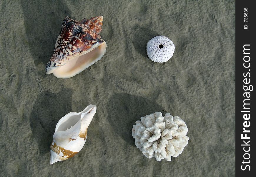 Shells arranged in the sand of the beach. Shells arranged in the sand of the beach