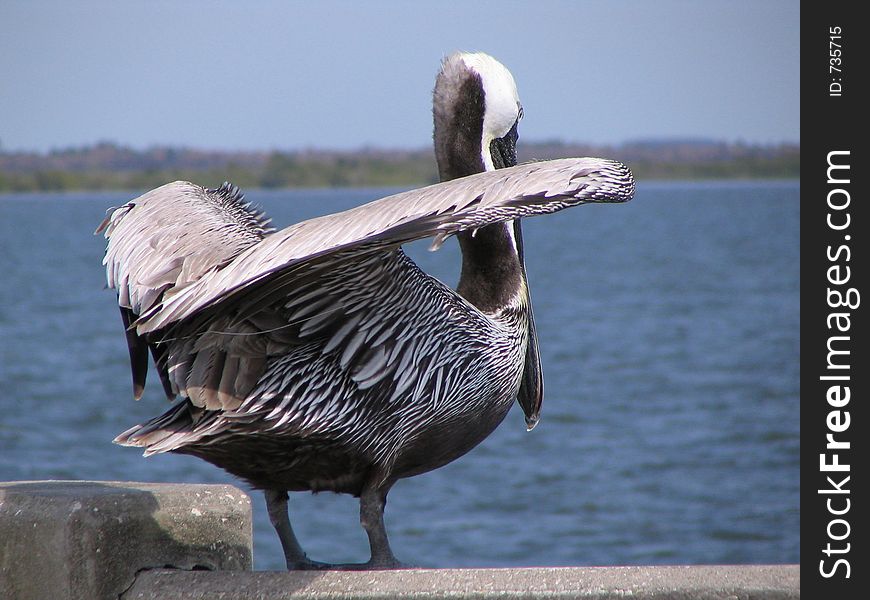 Florida Pelican on a bridge