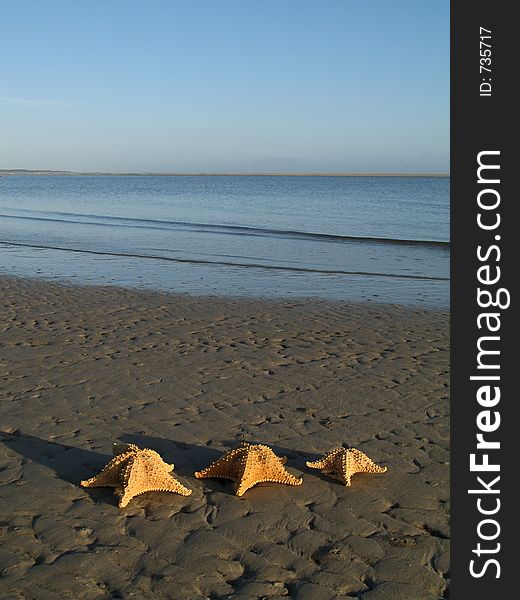 Three seastars in the morning beach