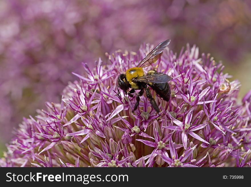 Close-up of a large bee on a purple flower. Close-up of a large bee on a purple flower