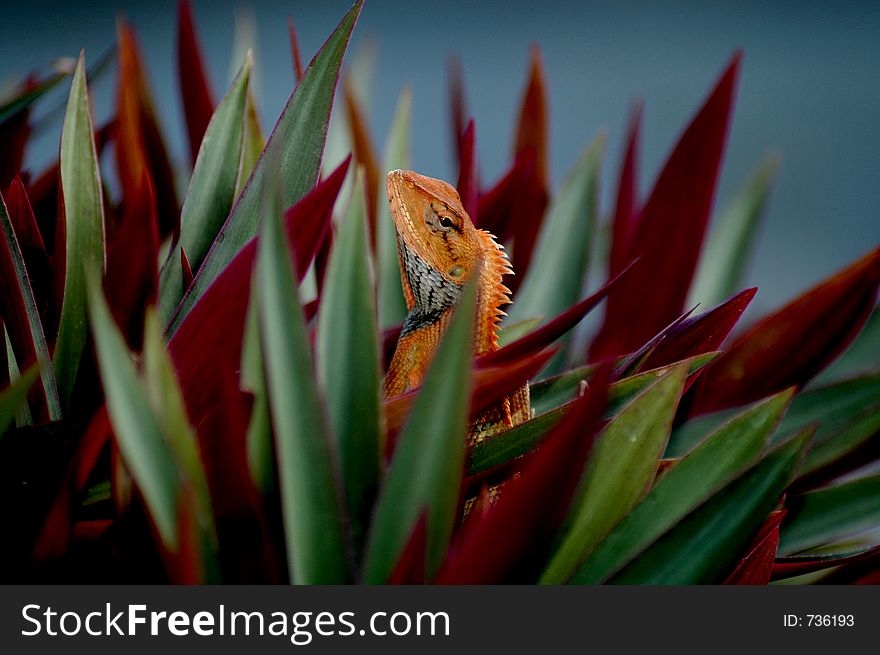 Gecko inside flower pot