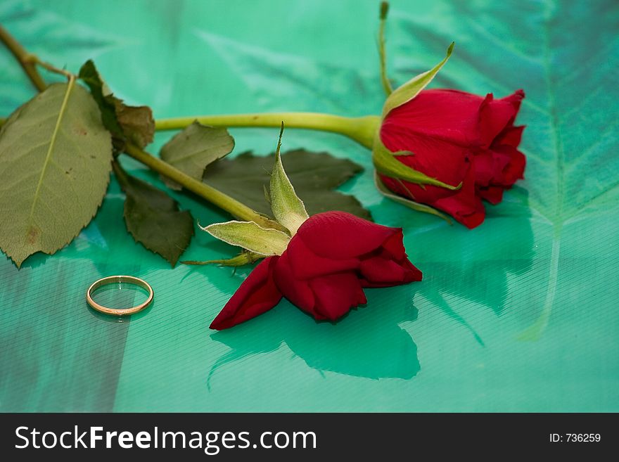 Two roses one wilted and dying and a single gold wedding band lie together to signify weariness with love but the image could also signify growth because of the green nature background. Two roses one wilted and dying and a single gold wedding band lie together to signify weariness with love but the image could also signify growth because of the green nature background