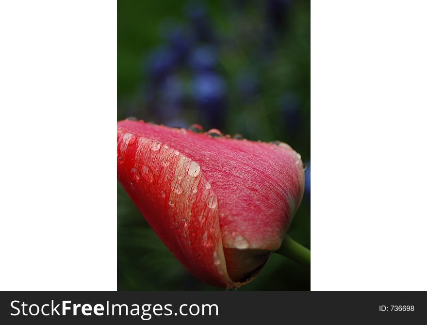 Rainy tulip in the garden