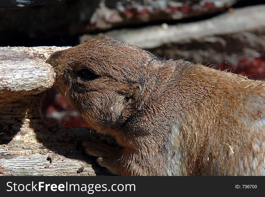 Prairie dog # 6