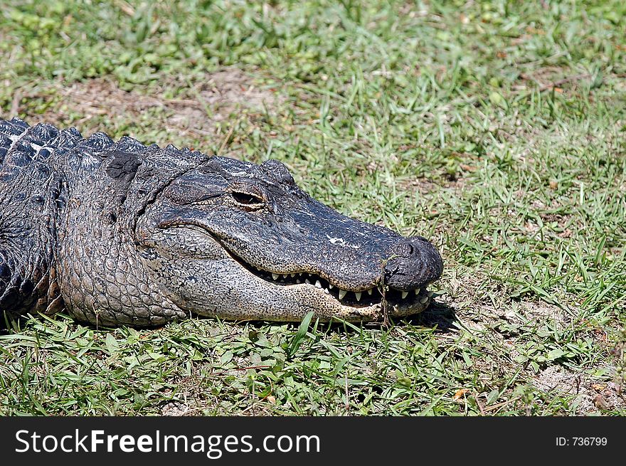 Alligator waiting for food. Alligator waiting for food