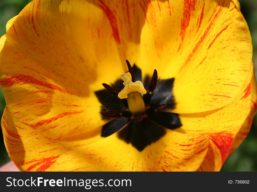 Yellow Tulip close up