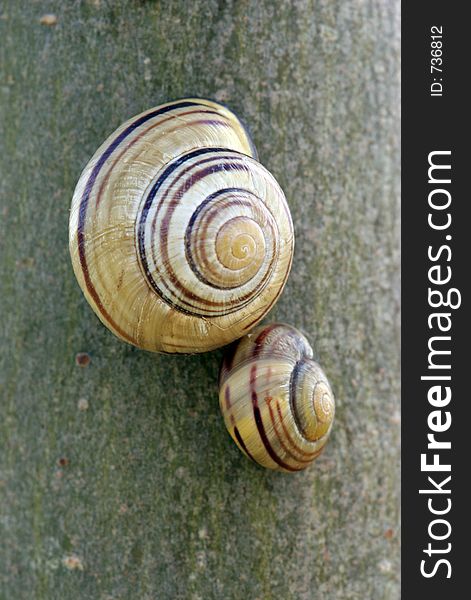 Pair of sleeping snails on tree. Macro shot of shell patterns. Pair of sleeping snails on tree. Macro shot of shell patterns