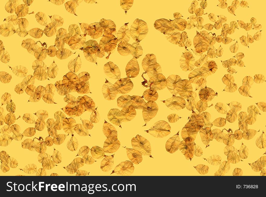 Early spring seeds isolated on yellow background. Early spring seeds isolated on yellow background